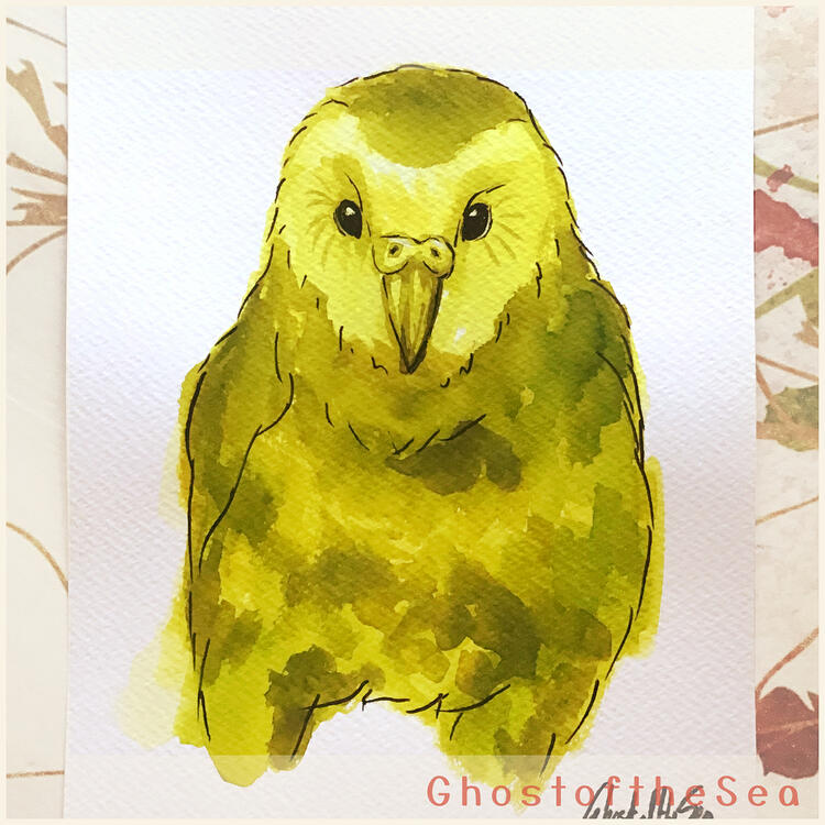 A simple A5 monochrome green watercolour painting of a kakapo, with minimal line details.