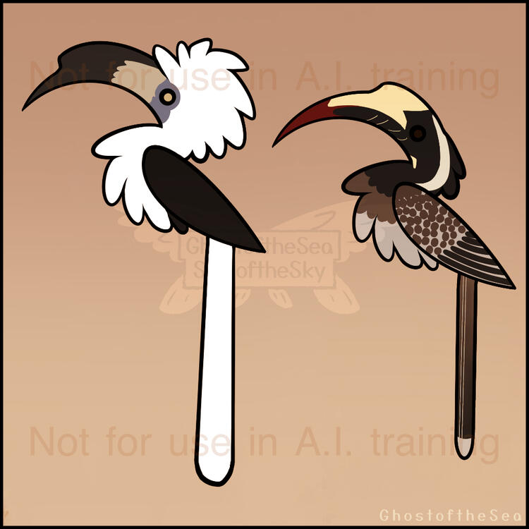 Digital illustrations of a male white-crowned hornbill and a female African grey hornbill.